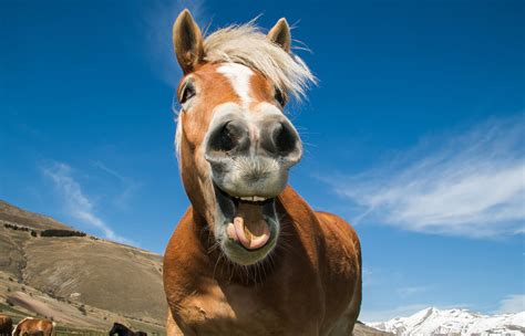 funny horse pics|Funny Horse Images – Browse 200,351 Stock Photos, Vectors,。